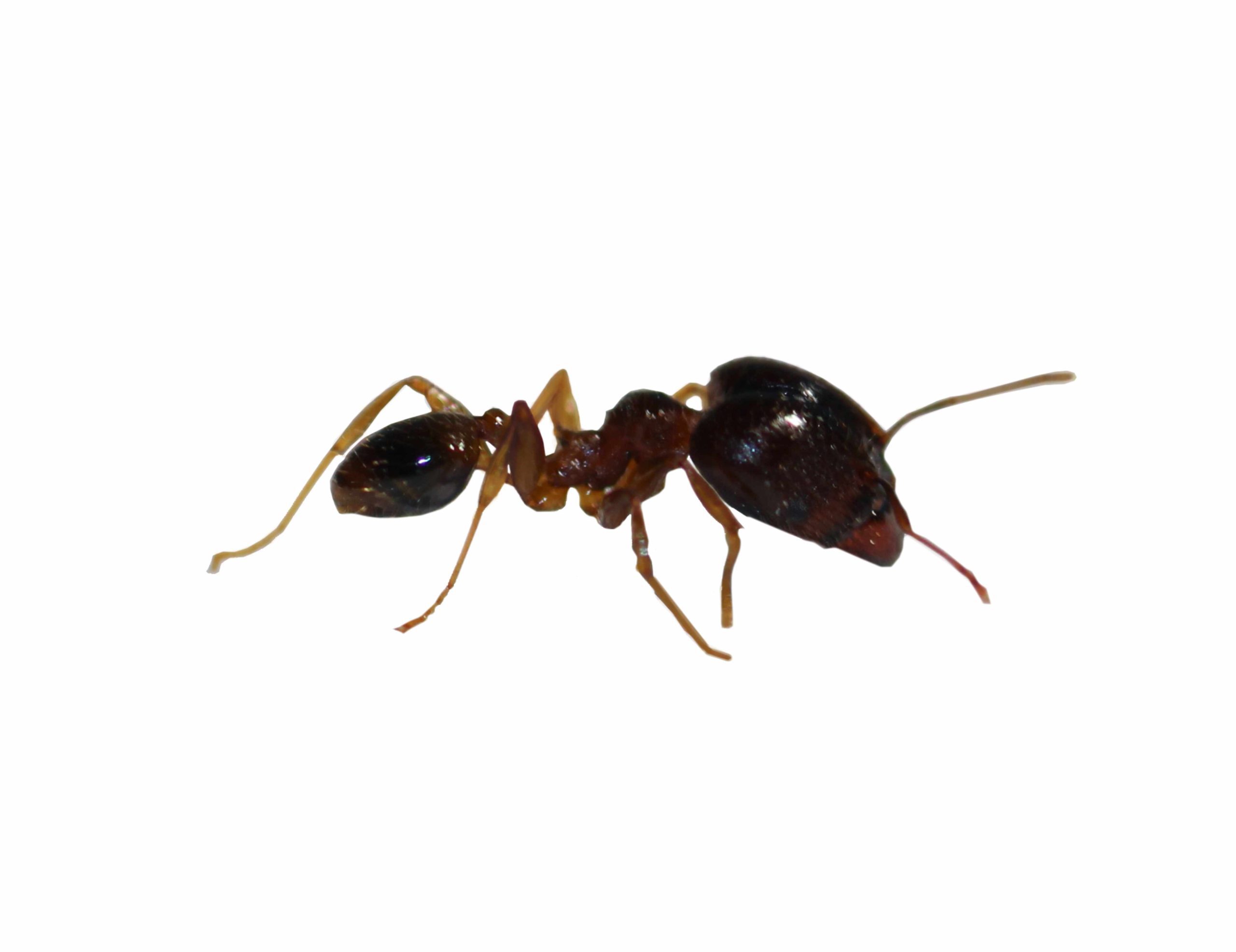 Cape Coastal Ant