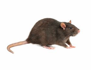 Rodents