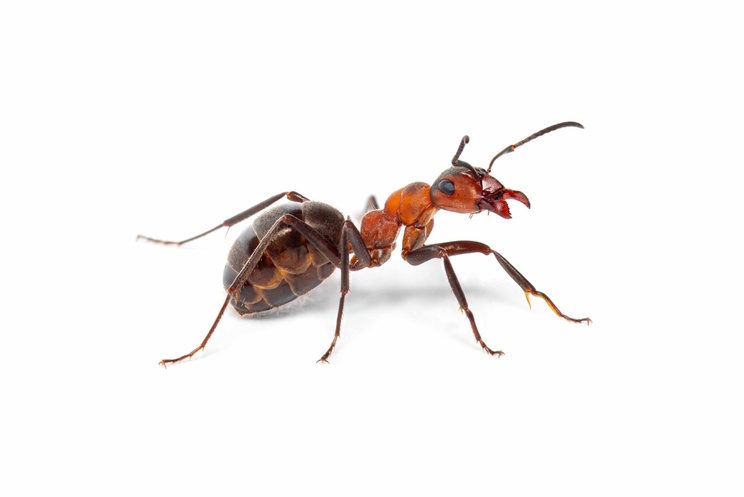 Ant Pest Control