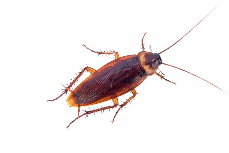 Cockroach Pest Control