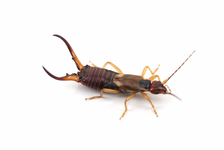 Earwig Pest Control