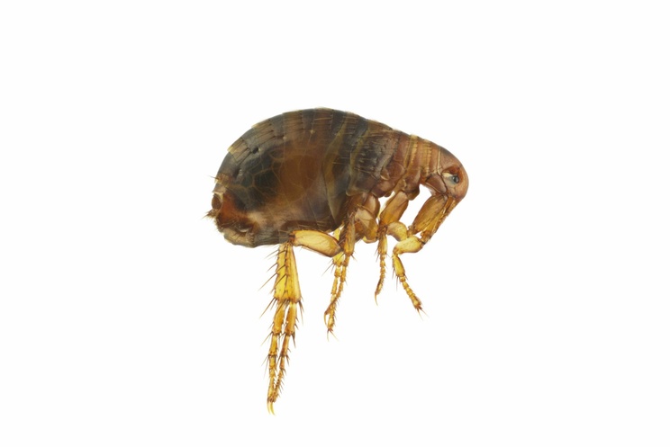 Flea Pest Control