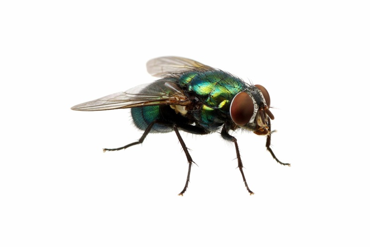 Fly Pest Control