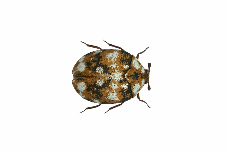Furniture Carpet Beetle Pest Control Treatment