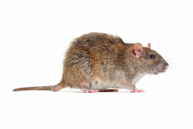 Rodent Pest Control
