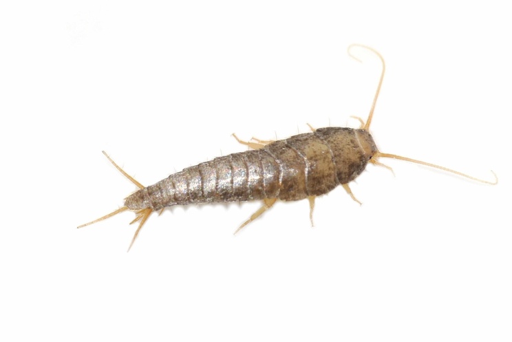 Silverfish fish Moth Pest Control
