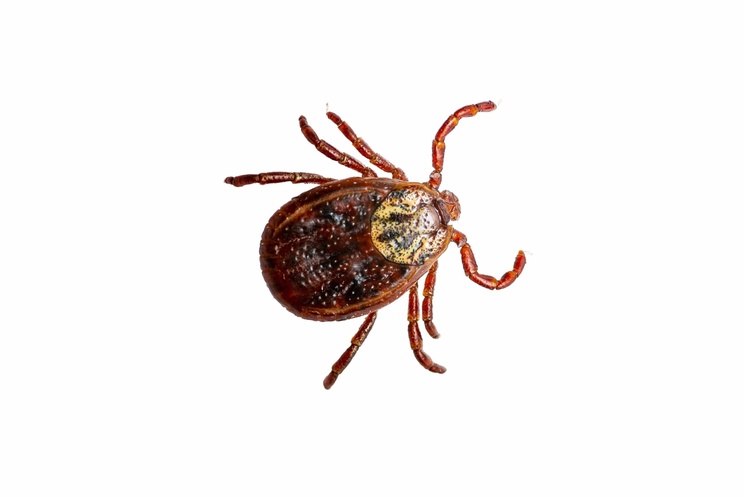 Tick Pest Control