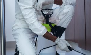 Pest Control Prices in South Africa