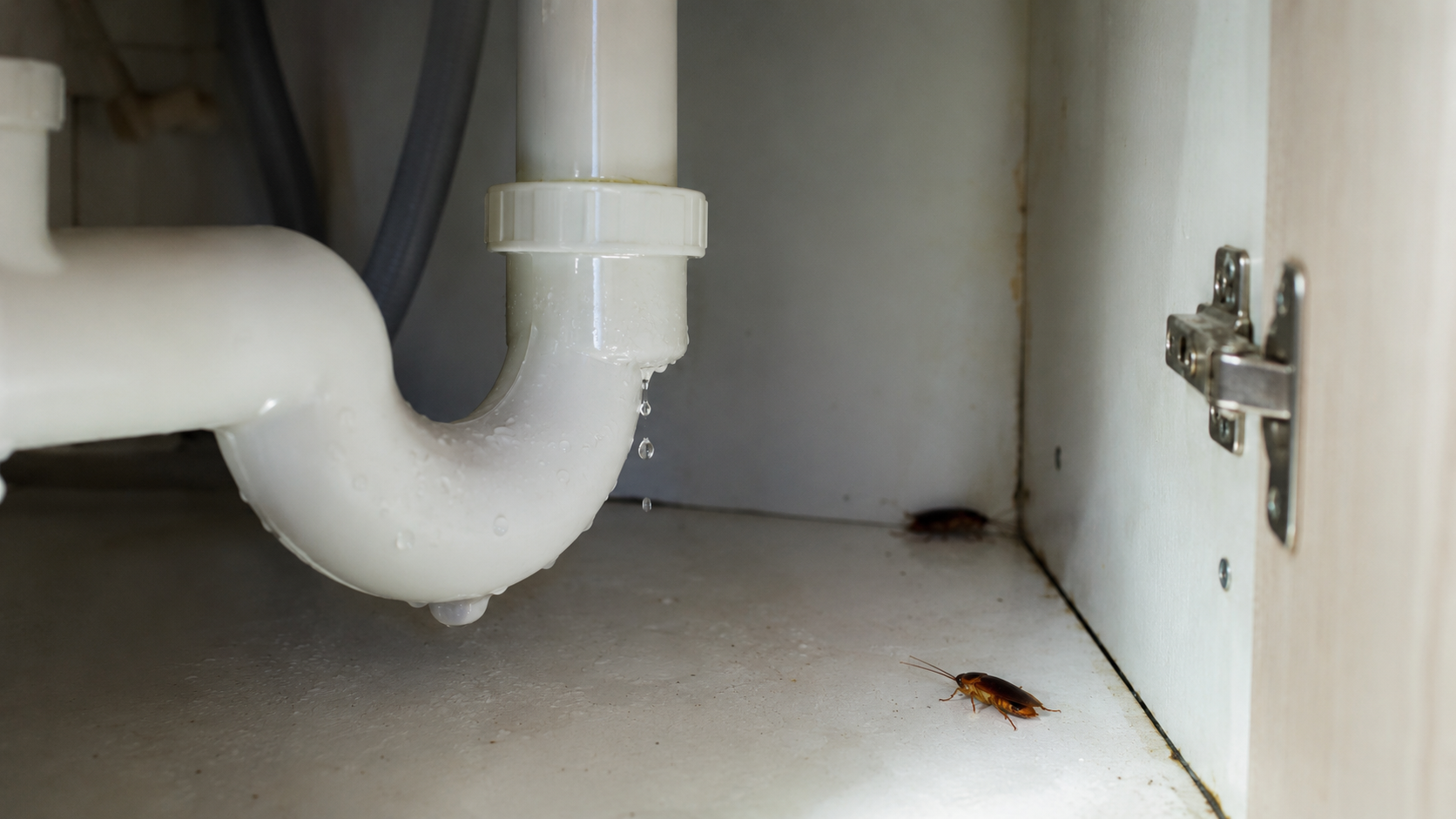 What Attracts Cockroaches Into Homes?