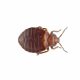 Bed Bug