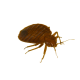 Bed Bug