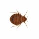 Bed Bugs