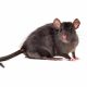 Black Rat