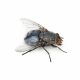 Bluebottle Fly