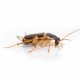 Brown Banded Cockroaches