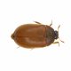 Brown Carpet Beetle