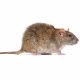 Brown Rat