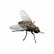 Cluster Fly