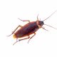 Cockroaches