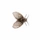 Drain Fly