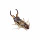 Earwig (Angle)