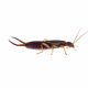 Earwig (Side)