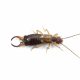 Earwig (Top)