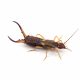 Earwig (Various Species)