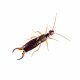 Earwigs