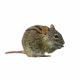Field Mouse