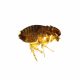 Flea (Translucent)