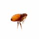 Fleas