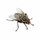 Flesh Fly