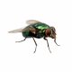 Flies