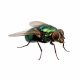 Fly (Various Species)