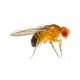 Fruit Fly