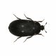 Fur Beetle