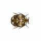 Carpet Furniture Beetles
