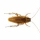 German Cockroaches