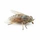 Horse Fly