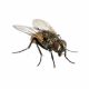 House Fly