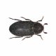Leather Beetle