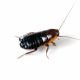 Oriental Cockroaches