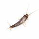 Silverfish Fish Moth