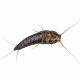 Silverfish