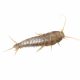 Silverfish