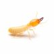 Termite (Raised Head)