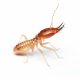Termites (Various Species)
