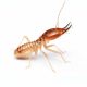 Termites