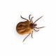 Tick (After Feeding)